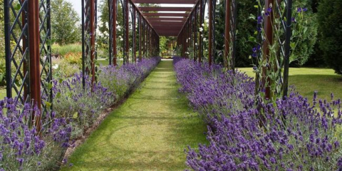 Как да размножаваме лавандула: семена от лавандула, резници, храстово размножаване